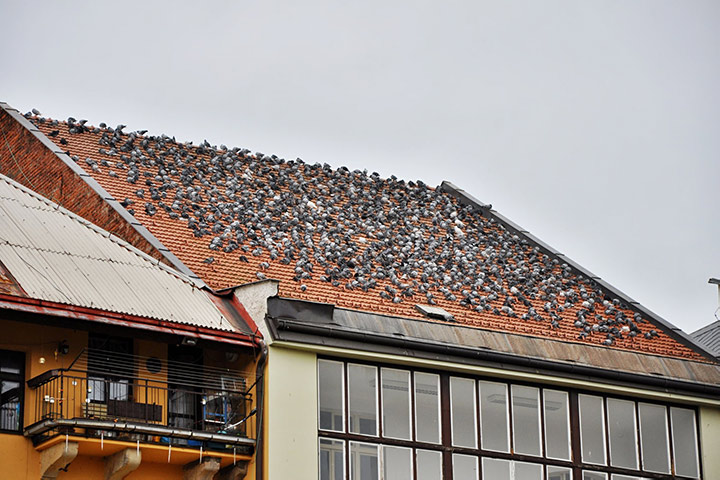 A2B Pest Control are able to install spikes to deter birds from roofs in Finchley. 