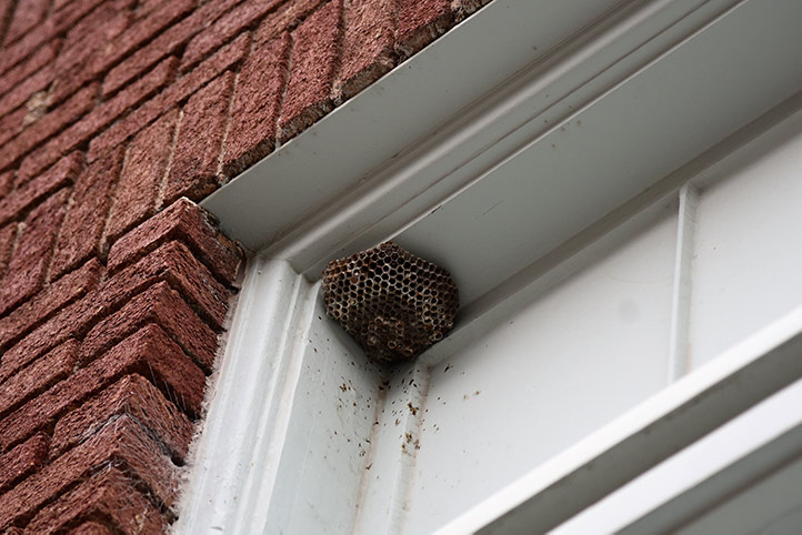 We provide a wasp nest removal service for domestic and commercial properties in Finchley.
